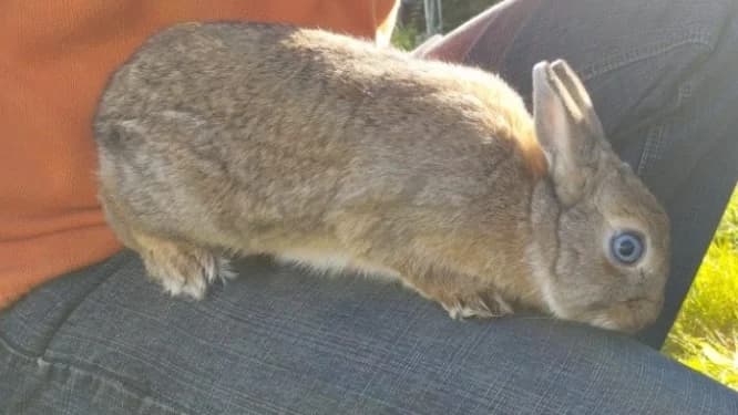 Gaufrette, female mixed breed for adoption at SPA Château-d'Olonne