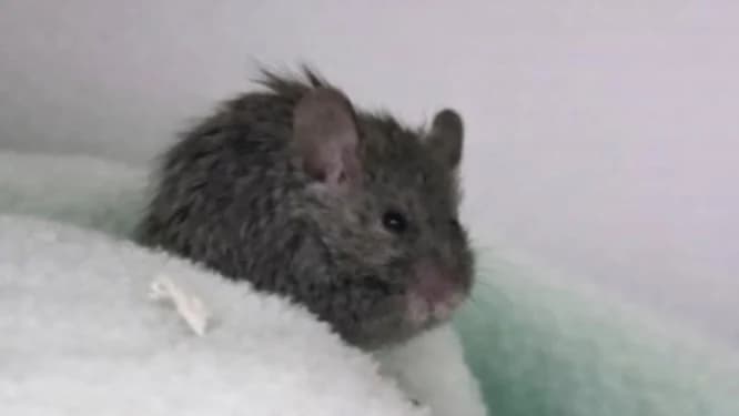 Ferrari, female mixed breed for adoption at SPA Château-d'Olonne