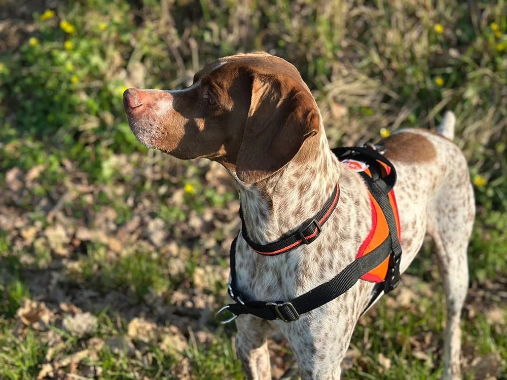 opium, female mixed breed for adoption at SPA Château-d'Olonne