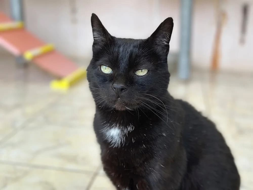 KELYO, male mixed breed for adoption at SPA Château-d'Olonne