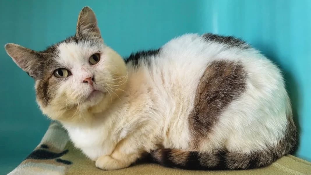 sherlock, male mixed breed for adoption at SPA Château-d'Olonne