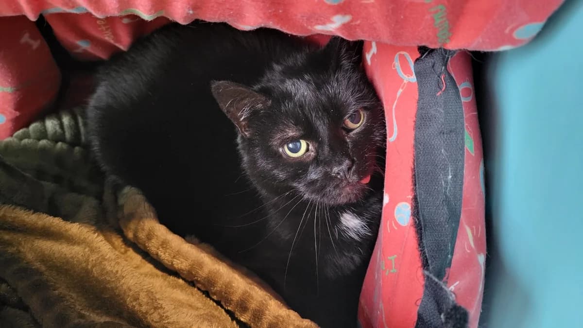 YOUNA, female Mixed Breed for adoption at SPA Château-d'Olonne