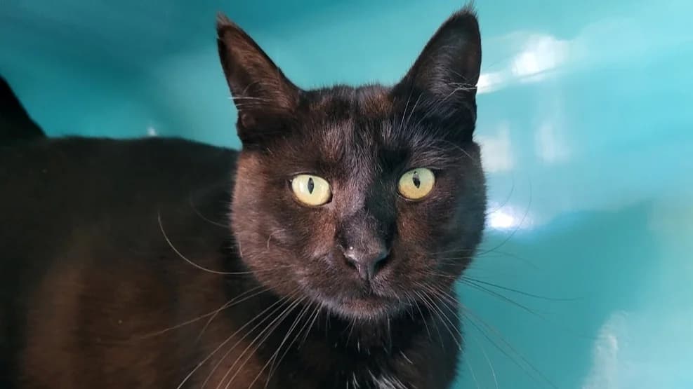 marcel, male 6yo mixed breed for adoption at SPA Château-d'Olonne