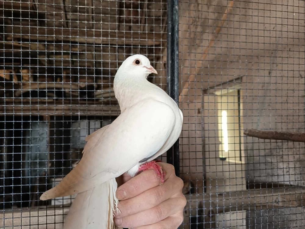 TAO, female mixed breed for adoption at SPA Château-d'Olonne