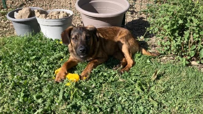 Brooklyn, male puppy Belgian Malinois for adoption at SPA Château-d'Olonne