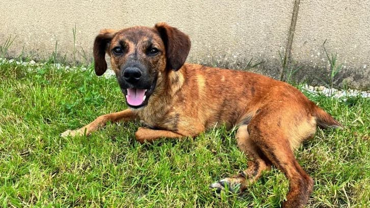 Bianka, female puppy Belgian Malinois for adoption at SPA Château-d'Olonne