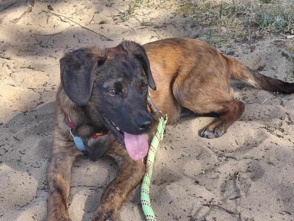 Révéa, female puppy Belgian Malinois for adoption at SPA Château-d'Olonne