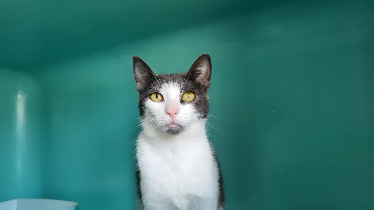 vero, female 3yo Mixed Breed for adoption at SPA Château-d'Olonne