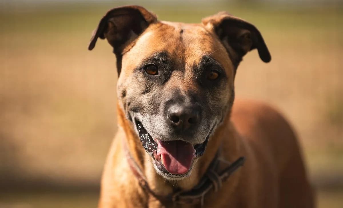 NUTS, male Mixed Breed for adoption at SPA Chilleurs-aux-Bois, Chilleurs