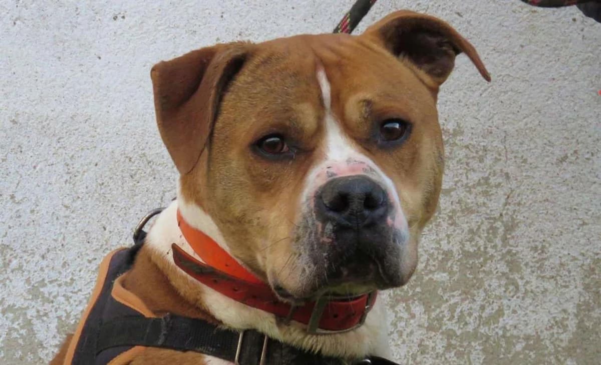 PACHA, male American Staffordshire Terrier for adoption at SPA Chilleurs-aux-Bois, Chilleurs