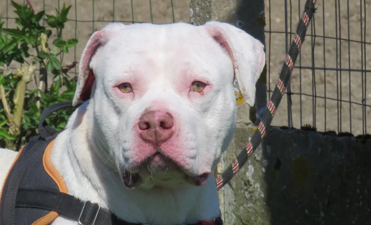 OLAF, male Mixed Breed for adoption at SPA Chilleurs-aux-Bois, Chilleurs