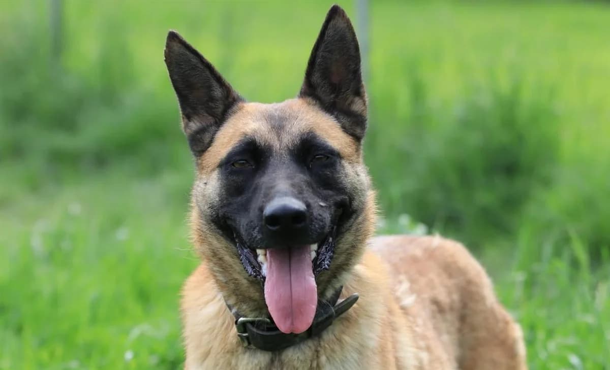 TANYA, female 5yo Belgian Malinois for adoption at SPA Chilleurs-aux-Bois, Chilleurs