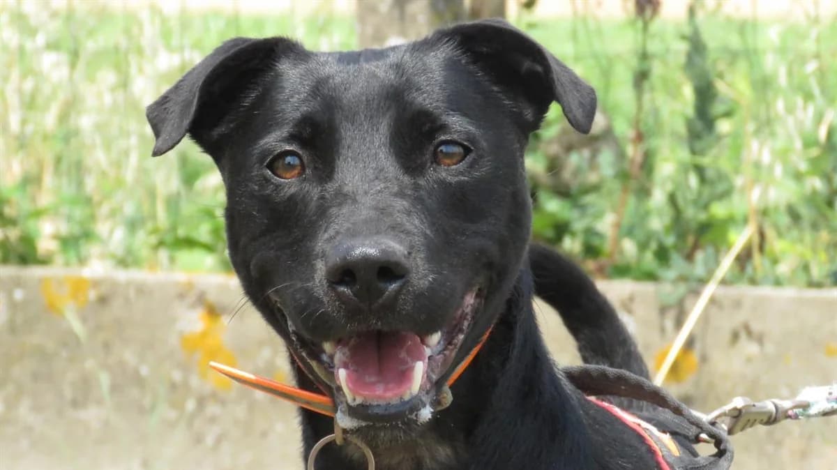 SOURIRE, female Labrador Retriever for adoption at SPA Chilleurs-aux-Bois, Chilleurs