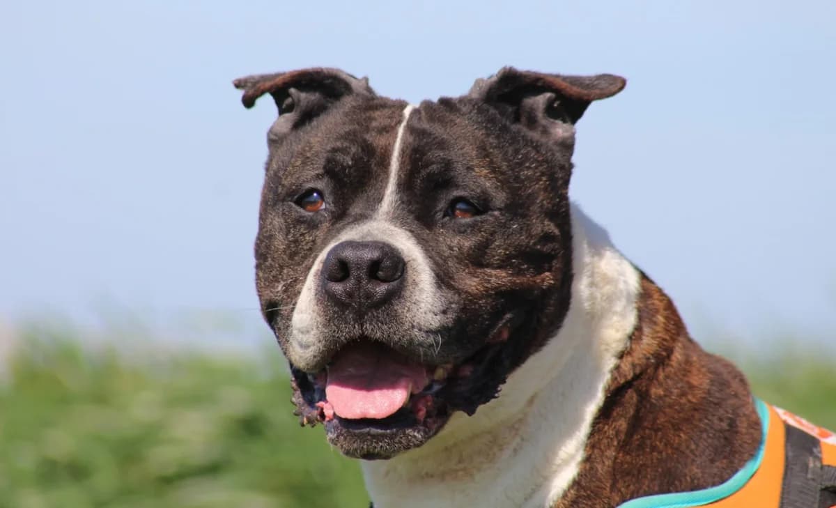 HADES (réservé), male senior American Staffordshire Terrier for adoption at SPA Chilleurs-aux-Bois, Chilleurs