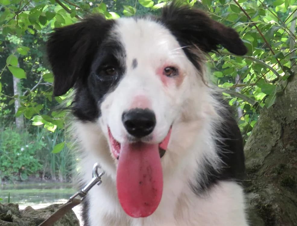 VIXY, female young Border Collie for adoption at SPA Chilleurs-aux-Bois, Chilleurs