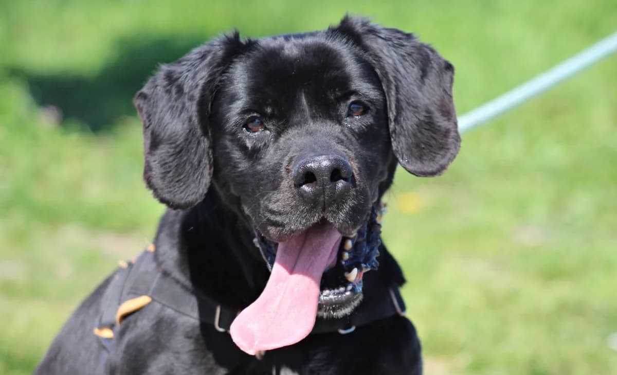 PRACK, male Labrador Retriever for adoption at SPA Chilleurs-aux-Bois, Chilleurs