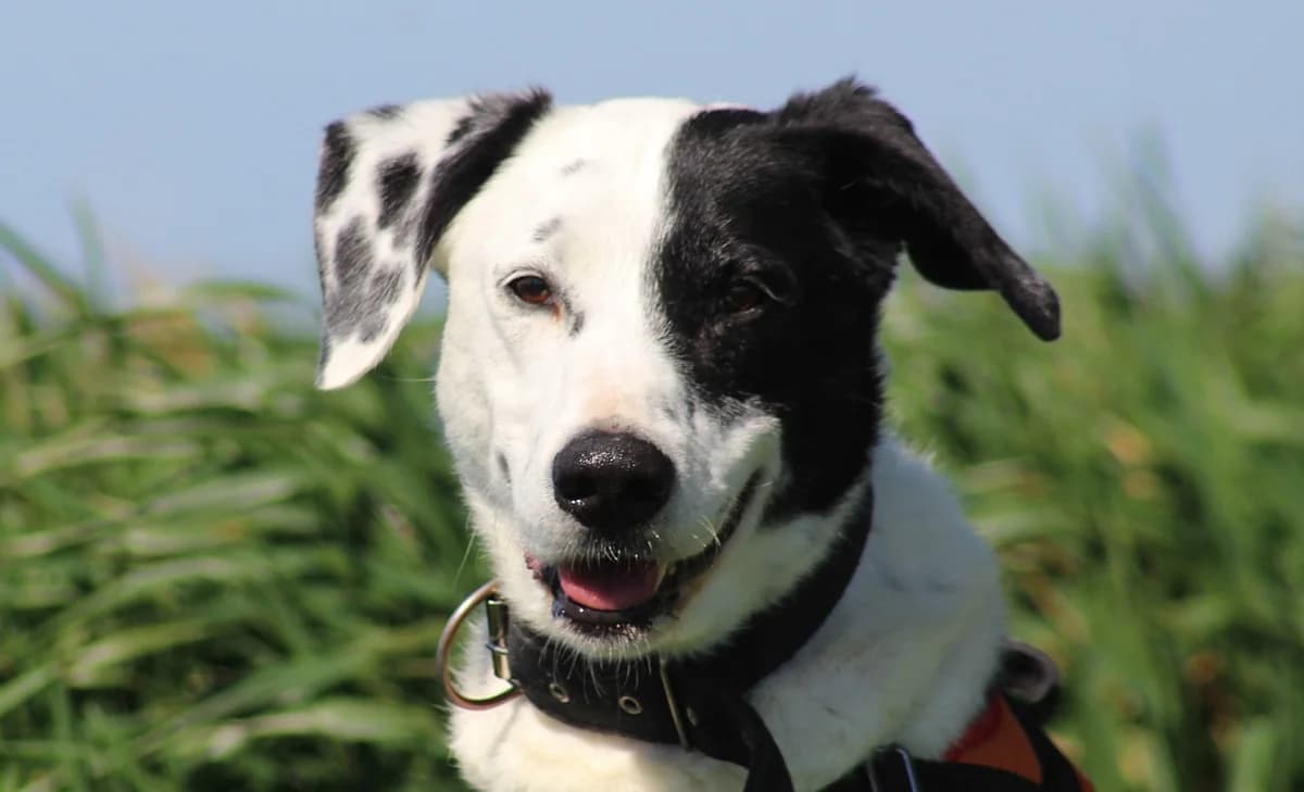 RANTANPLAN, male Border Collie for adoption at SPA Chilleurs-aux-Bois, Chilleurs