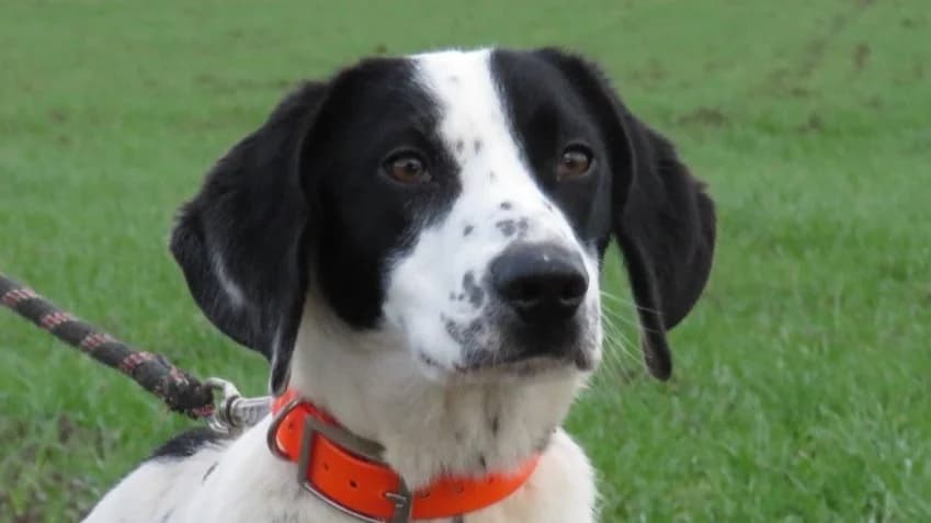 MOZART, male young Pointer for adoption at SPA Chilleurs-aux-Bois, Chilleurs