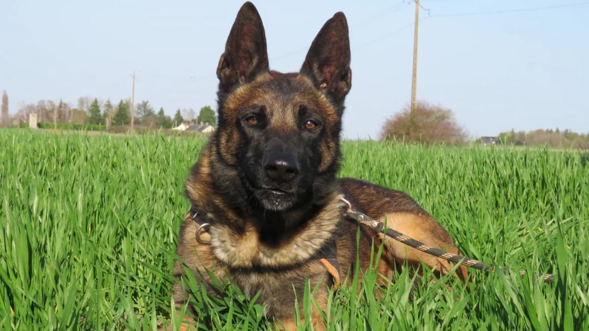SIMBA, male 4yo Belgian Malinois for adoption at SPA Chilleurs-aux-Bois, Chilleurs