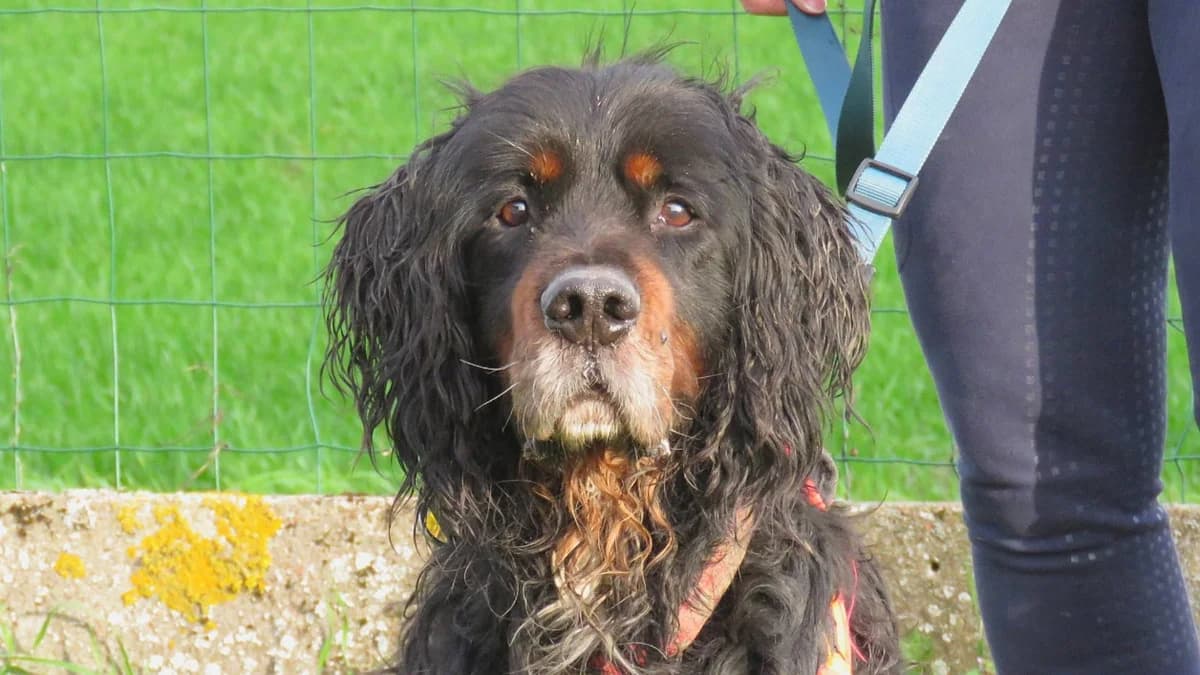 JACK, male mixed breed for adoption at SPA Chilleurs-aux-Bois, Chilleurs