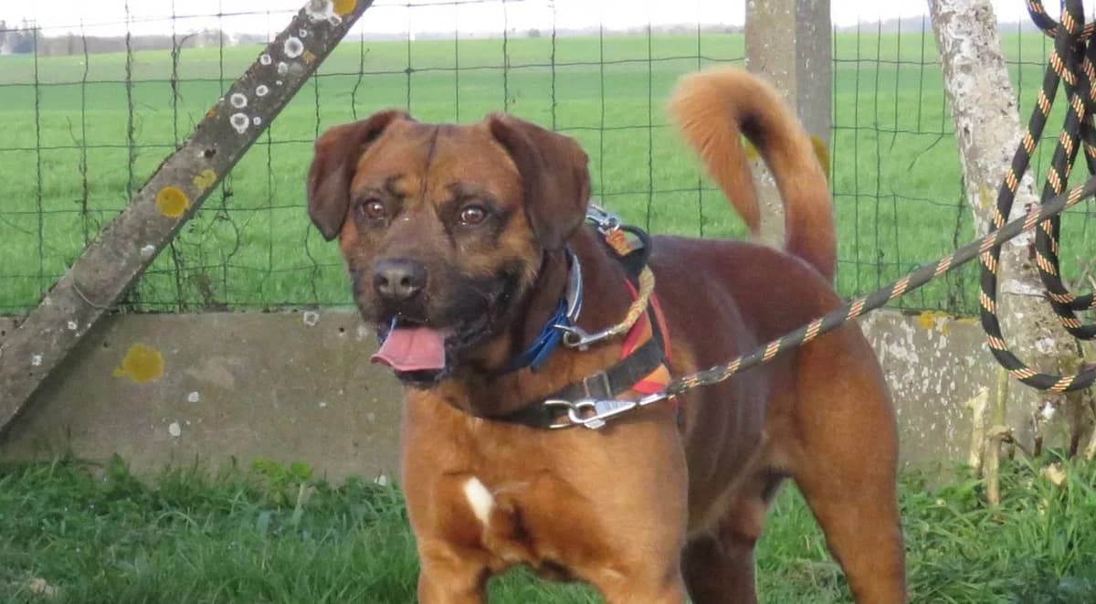 NAYKO, male Labrador Retriever for adoption at SPA Chilleurs-aux-Bois, Chilleurs