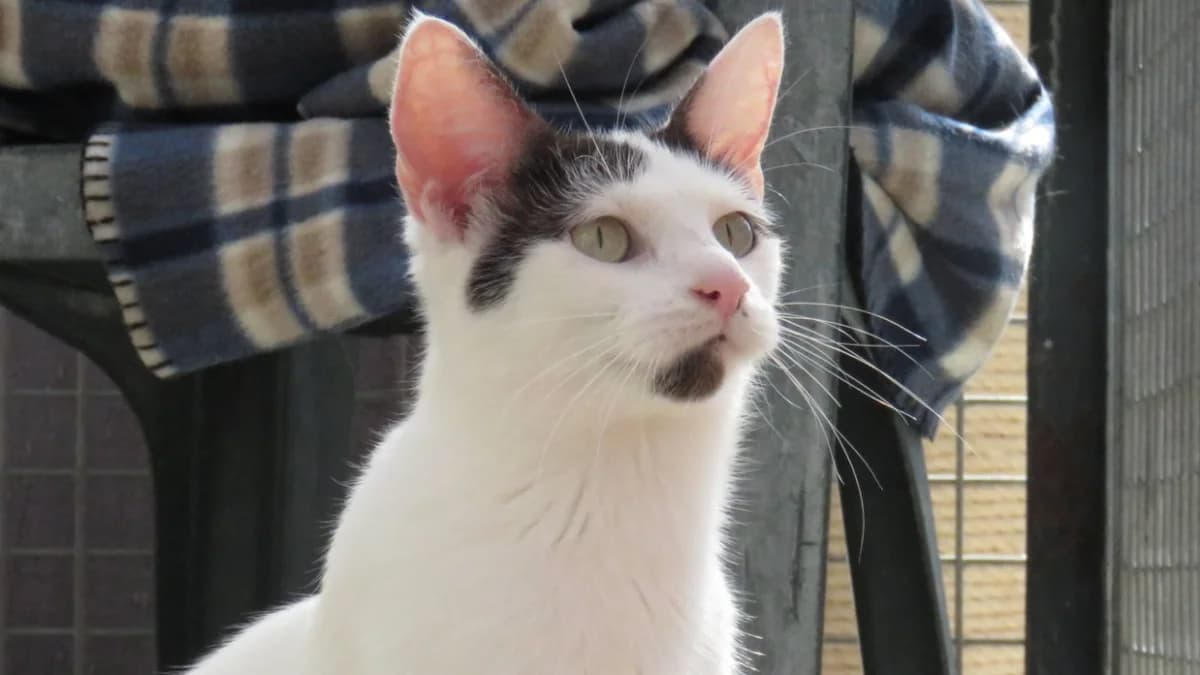 AMBRE (RESERVEE), female mixed breed for adoption at SPA Chilleurs-aux-Bois, Chilleurs