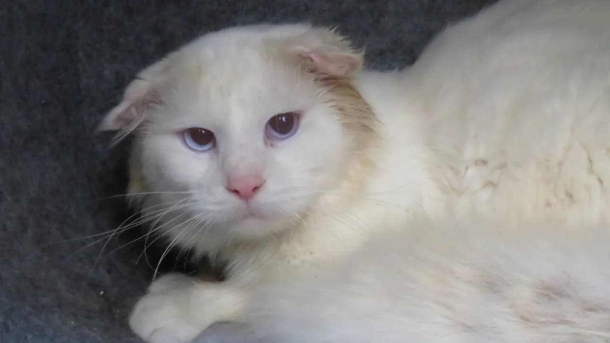 HERCULE, male mixed breed for adoption at SPA Chilleurs-aux-Bois, Chilleurs