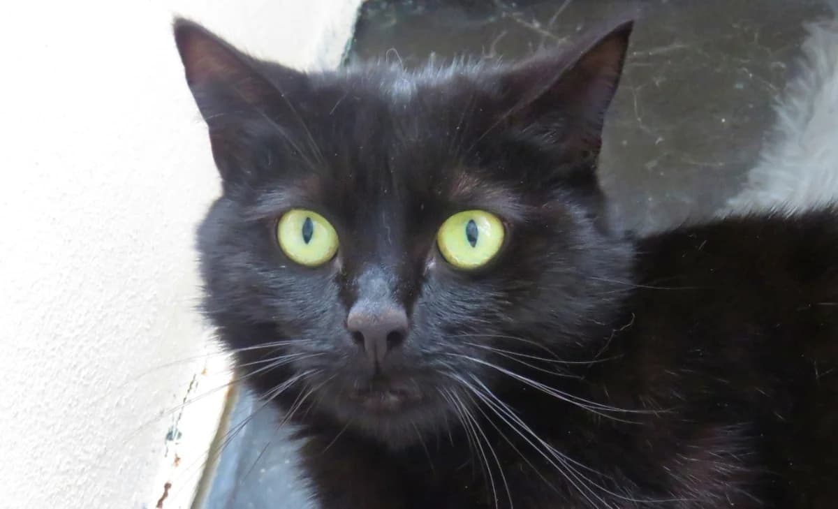 BUSTER, female mixed breed for adoption at SPA Chilleurs-aux-Bois, Chilleurs