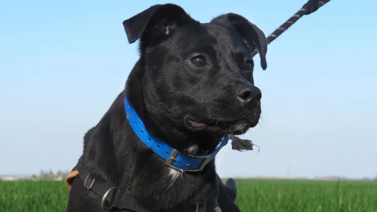 SMITH (reserve), male Labrador Retriever for adoption at SPA Chilleurs-aux-Bois, Chilleurs