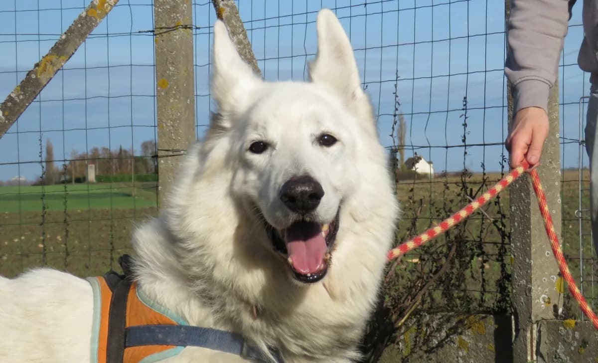 MIRAGE, male mixed breed for adoption at SPA Chilleurs-aux-Bois, Chilleurs