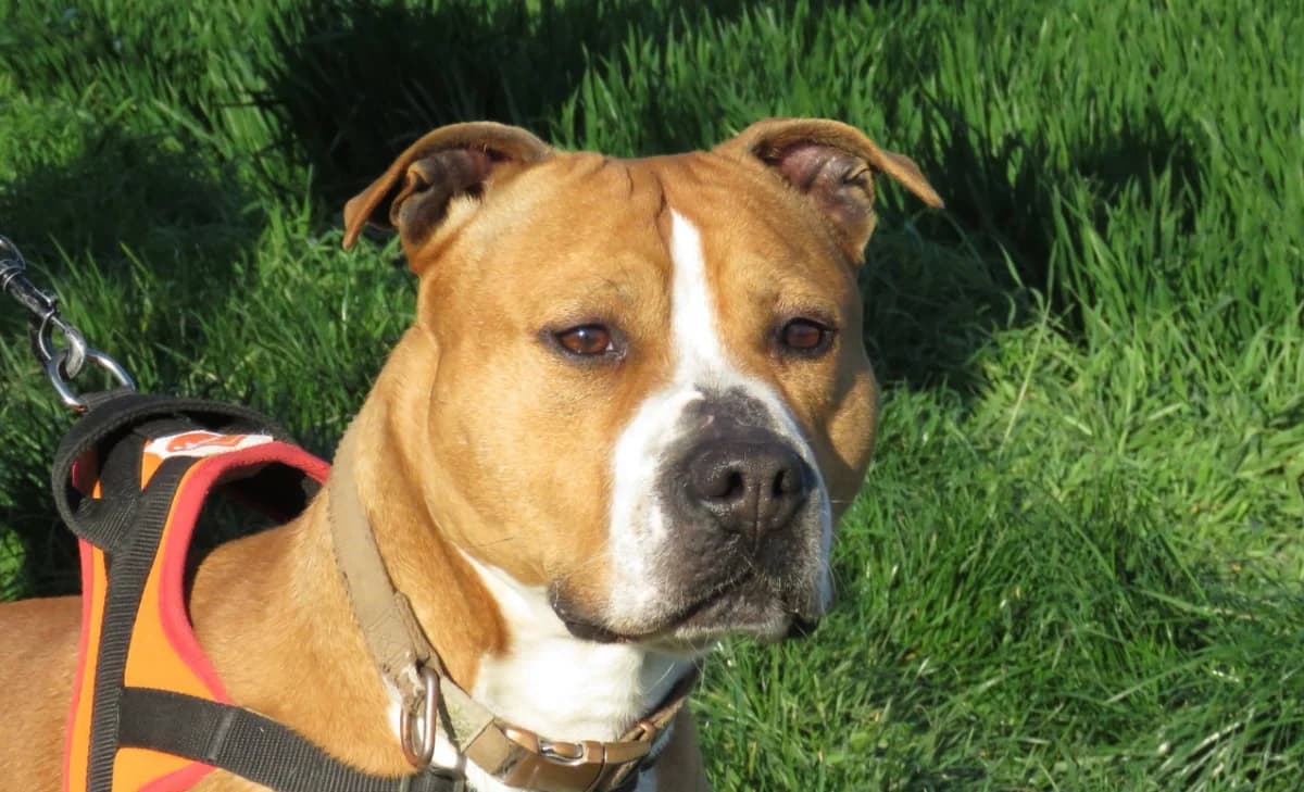 TYSON, male mixed breed for adoption at SPA Chilleurs-aux-Bois, Chilleurs