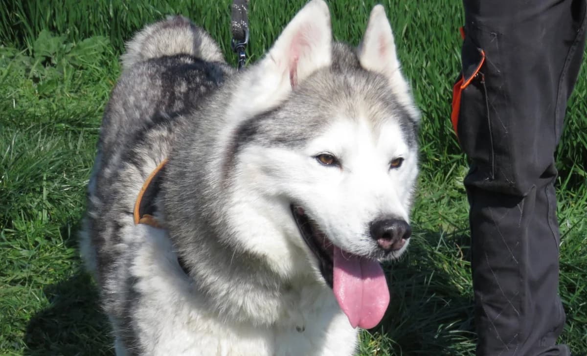 IXTED, male senior Husky for adoption at SPA Chilleurs-aux-Bois, Chilleurs