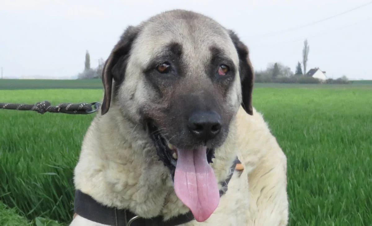 NILLA, female mixed breed for adoption at SPA Chilleurs-aux-Bois, Chilleurs