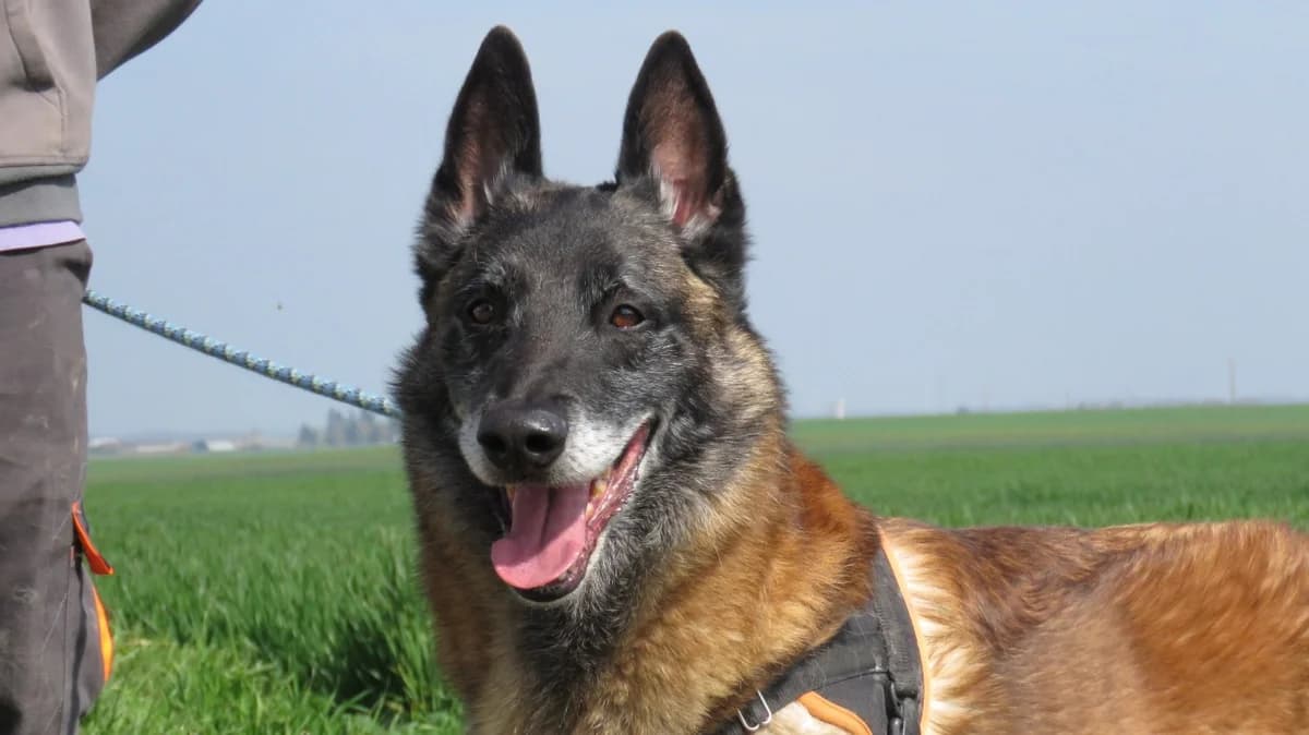 SULLY, male Belgian Malinois for adoption at SPA Chilleurs-aux-Bois, Chilleurs