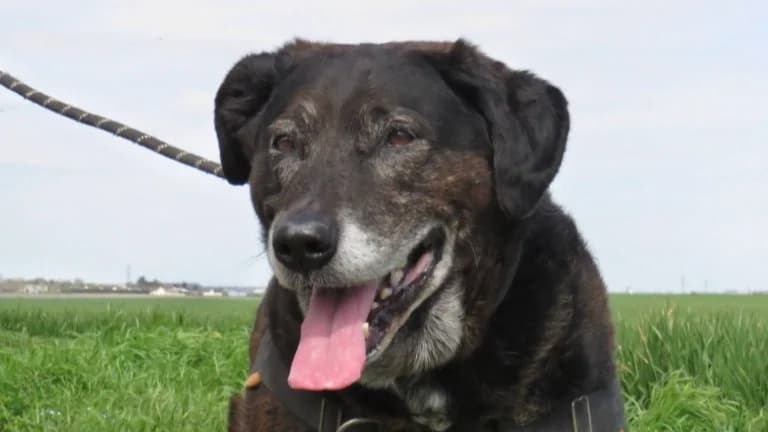 BOWIE, male Labrador Retriever for adoption at SPA Chilleurs-aux-Bois, Chilleurs