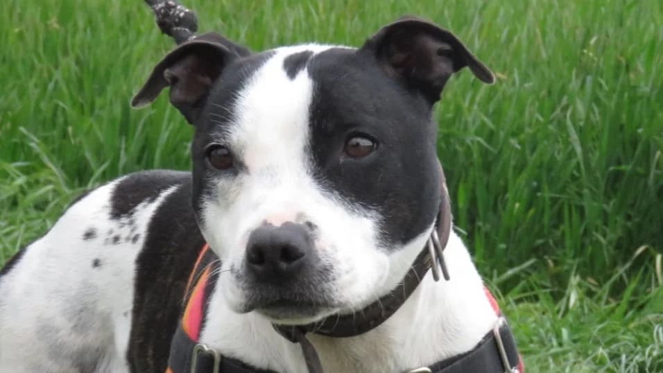 STELLA, female Staffordshire Bull Terrier for adoption at SPA Chilleurs-aux-Bois, Chilleurs