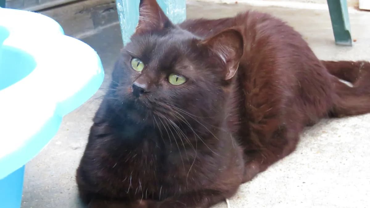 OSCAR, male mixed breed for adoption at SPA Chilleurs-aux-Bois, Chilleurs