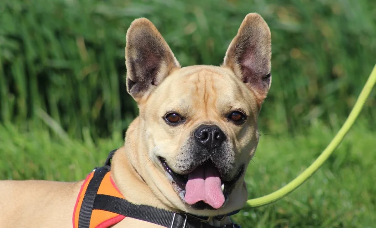 TIPLOUF, male American Bully for adoption at SPA Chilleurs-aux-Bois, Chilleurs