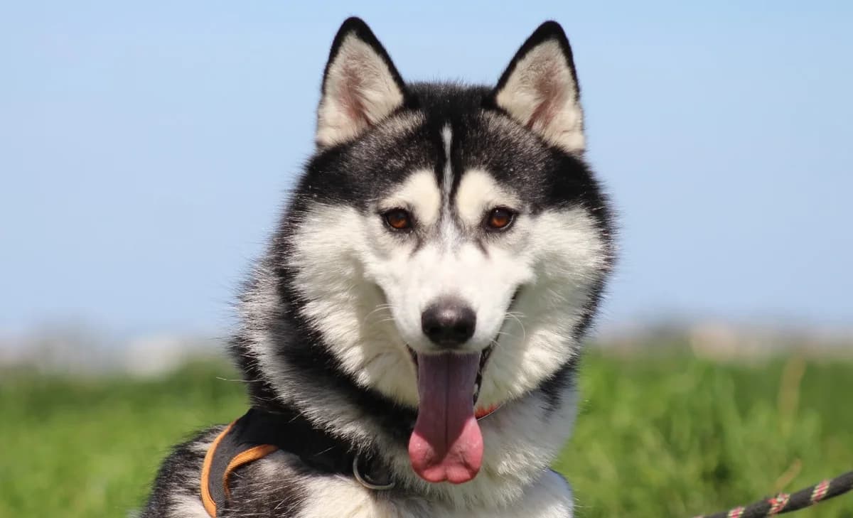 LOCKY, male Husky for adoption at SPA Chilleurs-aux-Bois, Chilleurs