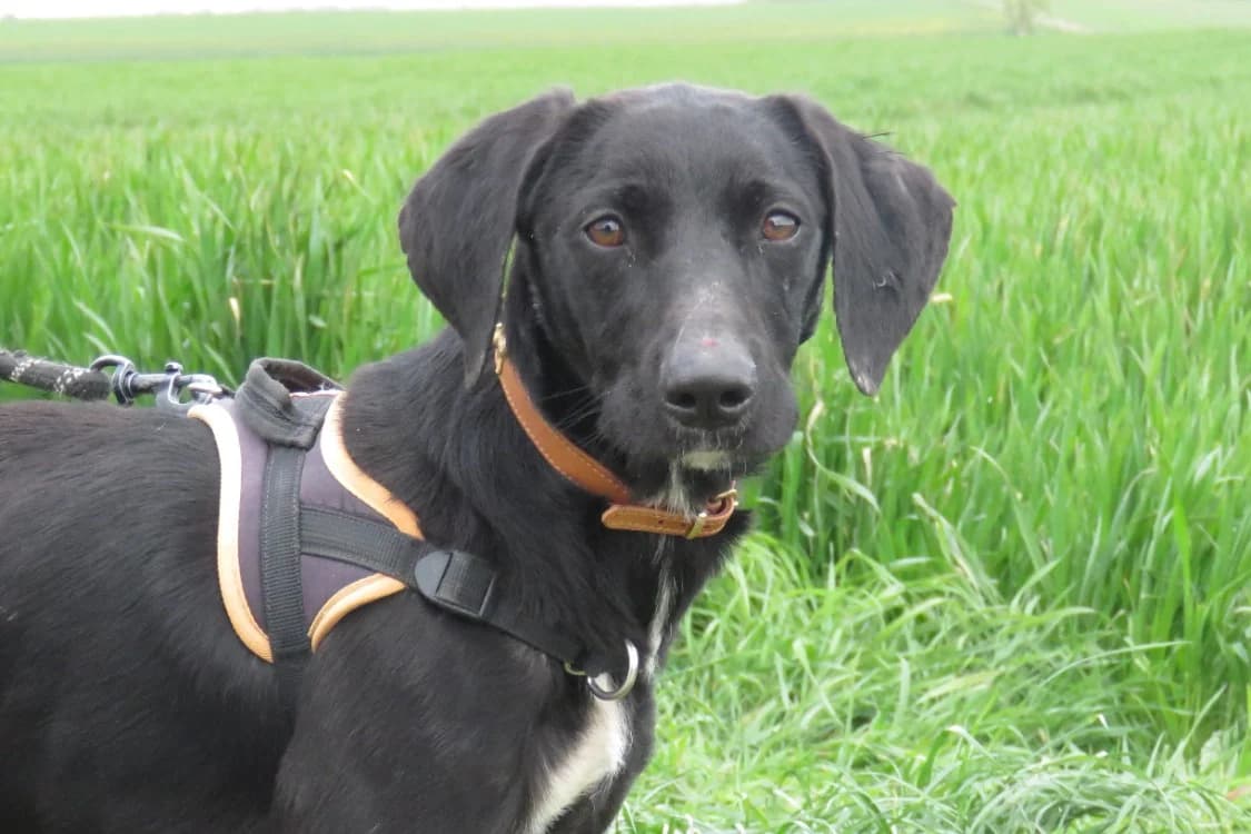 MILAN, male mixed breed for adoption at SPA Chilleurs-aux-Bois, Chilleurs