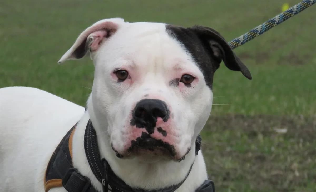 PATCH, male senior Mixed Breed for adoption at SPA Chilleurs-aux-Bois, Chilleurs