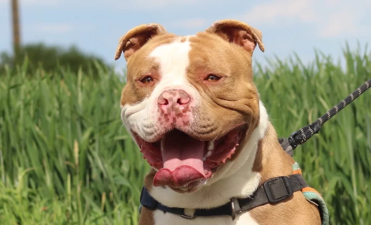 VOLKAN, male young American Bully for adoption at SPA Chilleurs-aux-Bois, Chilleurs