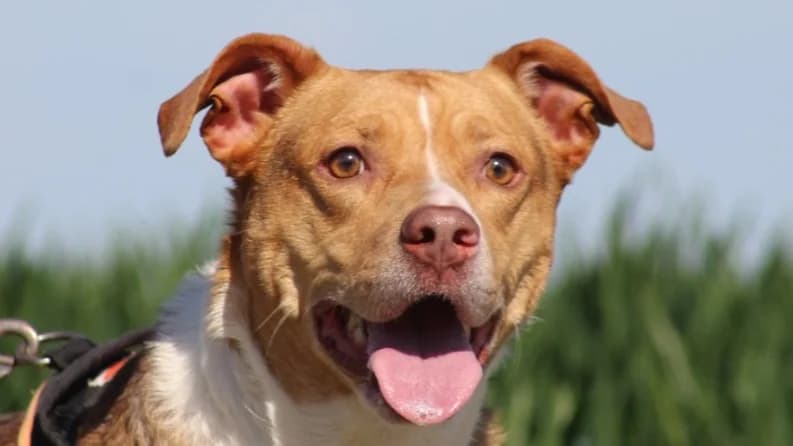 PETUNIA, female 7yo Mixed Breed for adoption at SPA Chilleurs-aux-Bois, Chilleurs