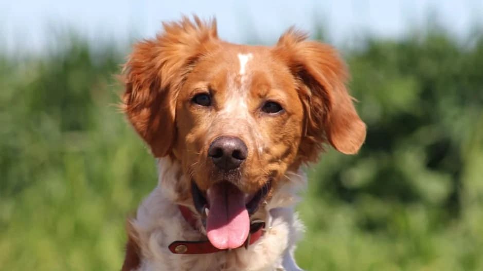 SCOTTY, male Brittany Spaniel for adoption at SPA Chilleurs-aux-Bois, Chilleurs
