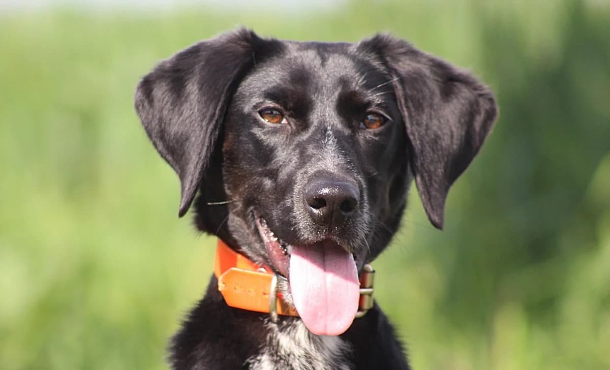 NEVADA, female young Mixed Breed for adoption at SPA Chilleurs-aux-Bois, Chilleurs