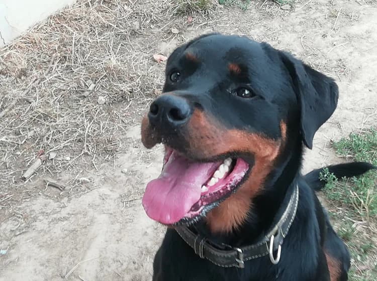 PHYRA, female Rottweiler for adoption at SPA Cholet, Cholet