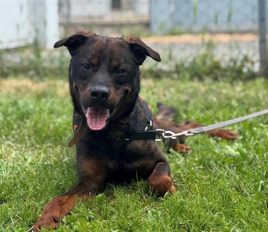 ROVER, male mixed breed for adoption at SPA Cholet, Cholet