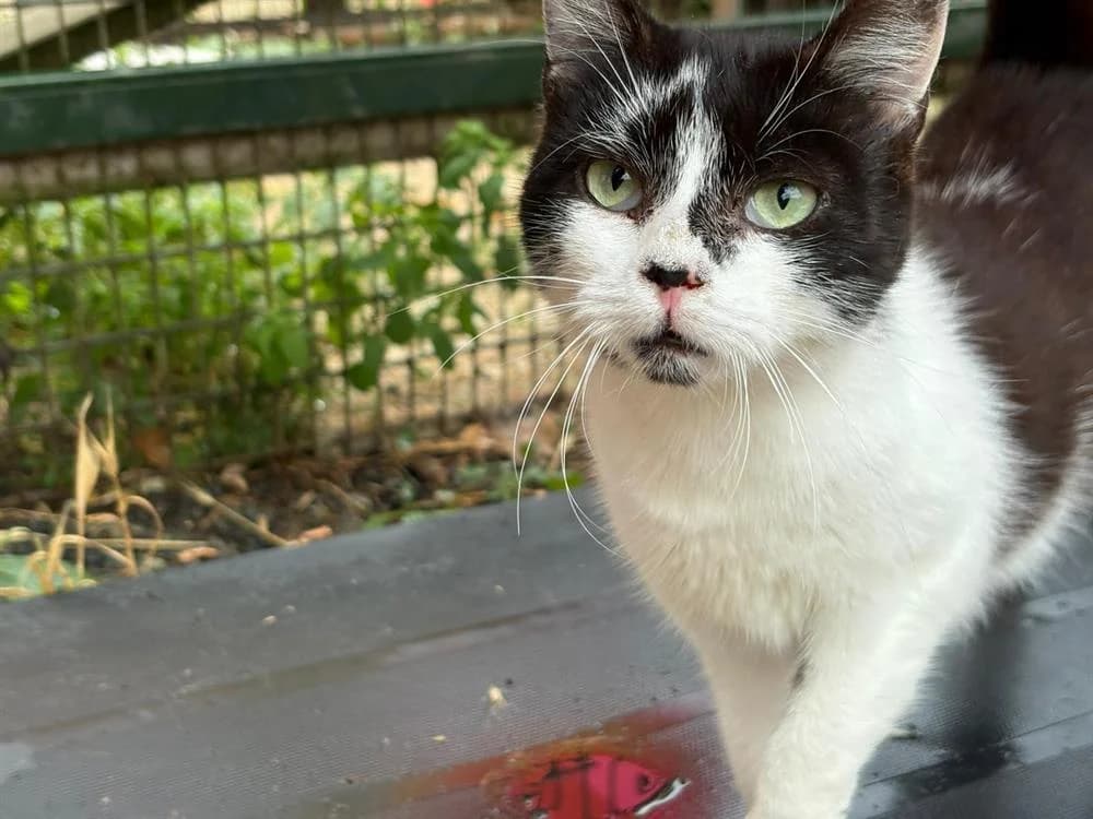 MILKA, female mixed breed for adoption at SPA Cholet, Cholet