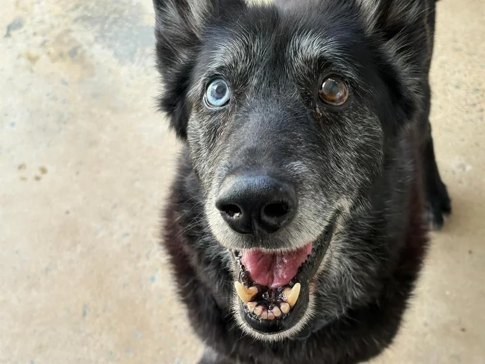 MOTTA, male mixed breed for adoption at SPA Cholet, Cholet