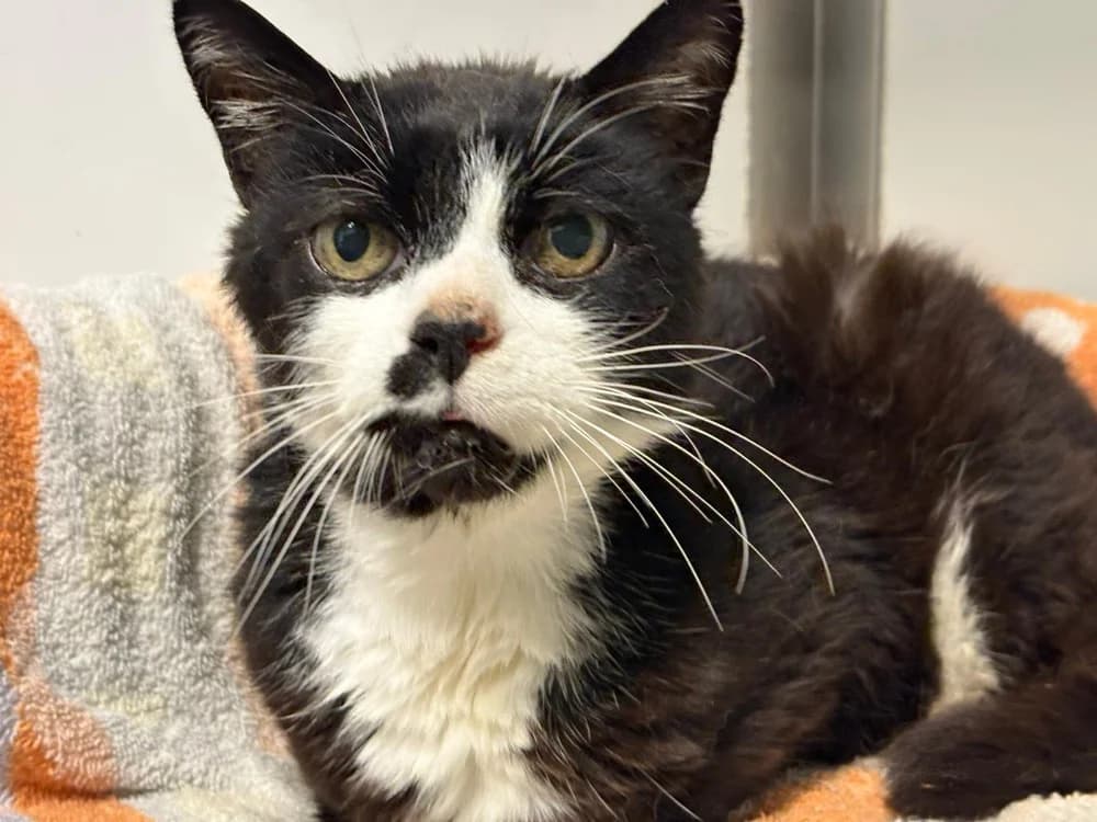 LOULOU, male mixed breed for adoption at SPA Cholet, Cholet